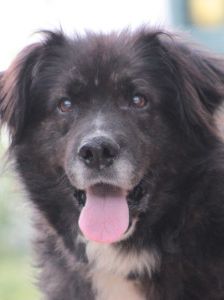 teddy – Mischling, Männchen, 10 Jahre, Ungarn – Foto 7