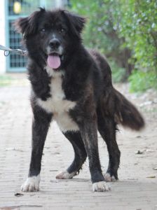 teddy – Mischling, Männchen, 10 Jahre, Ungarn – Foto 8