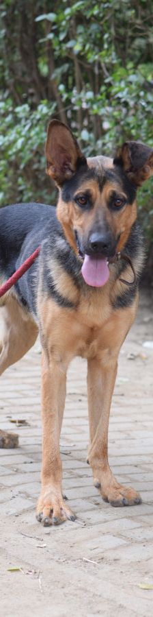 seno – Mischling, Männchen, 3 Jahre, Ungarn – Foto 1