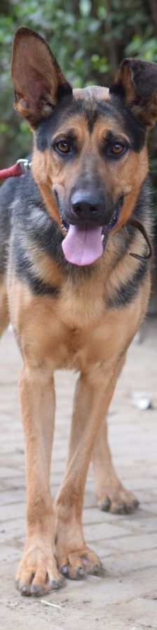 seno – Mischling, Männchen, 3 Jahre, Ungarn – Foto 2