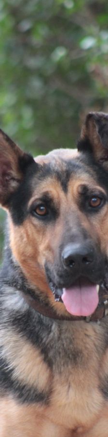 seno – Mischling, Männchen, 3 Jahre, Ungarn – Foto 3