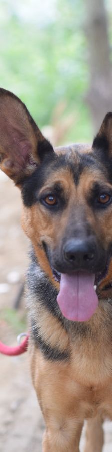 seno – Mischling, Männchen, 3 Jahre, Ungarn – Foto 4