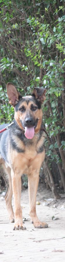 seno – Mischling, Männchen, 3 Jahre, Ungarn – Foto 5