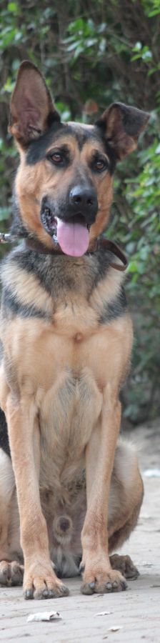 seno – Mischling, Männchen, 3 Jahre, Ungarn – Foto 6