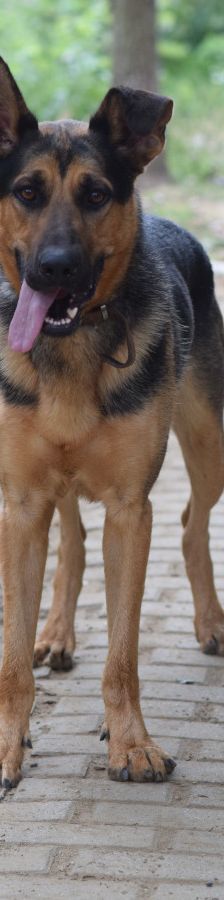 seno – Mischling, Männchen, 3 Jahre, Ungarn – Foto 7