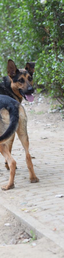 seno – Mischling, Männchen, 3 Jahre, Ungarn – Foto 8