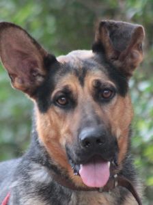 seno – Mischling, Männchen, 3 Jahre, Ungarn – Foto 9