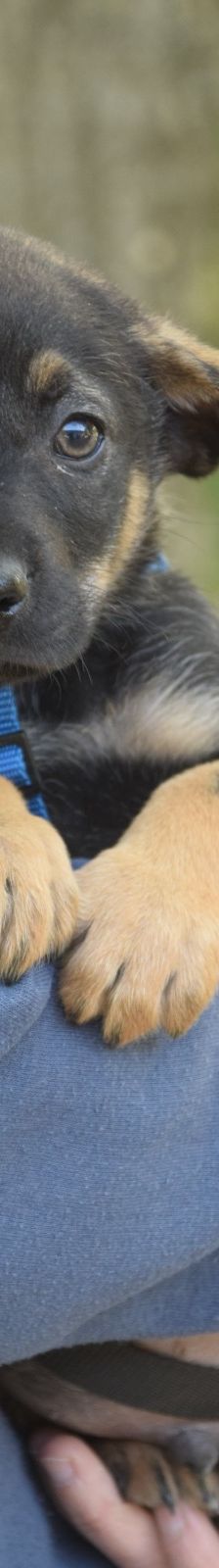 espresso – Mischling, Männchen, 2 Monate, Ungarn – Foto 8