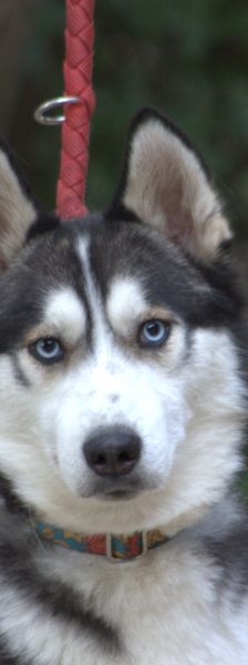oreon – Mischling, Männchen, 3 Jahre, Ungarn – Foto 1
