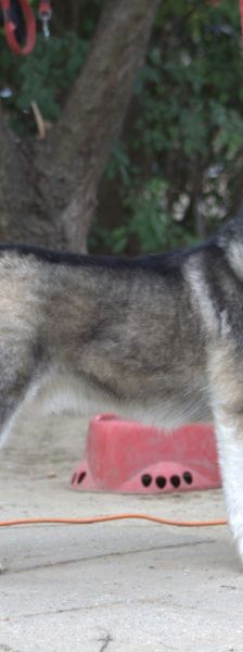 oreon – Mischling, Männchen, 3 Jahre, Ungarn – Foto 2