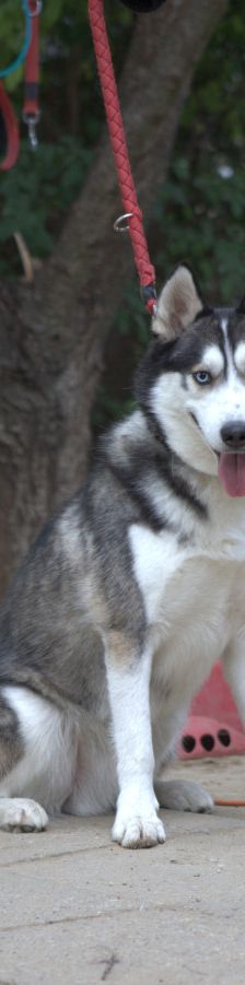 oreon – Mischling, Männchen, 3 Jahre, Ungarn – Foto 3