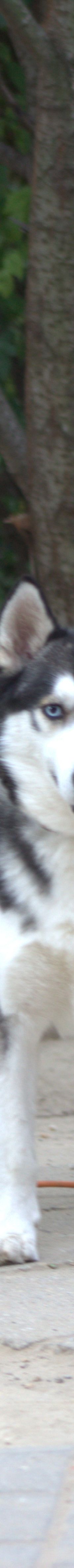 oreon – Mischling, Männchen, 3 Jahre, Ungarn – Foto 4