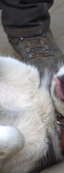 oreon – Mischling, Männchen, 3 Jahre, Ungarn – Foto 5