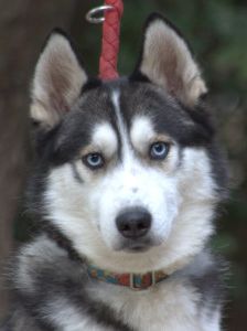 oreon – Mischling, Männchen, 3 Jahre, Ungarn – Foto 6