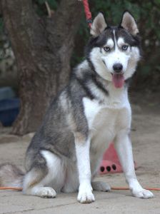 oreon – Mischling, Männchen, 3 Jahre, Ungarn – Foto 7
