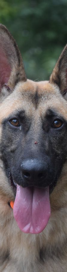 sammy – Mischling, Männchen, 2 Jahre, Ungarn – Foto 1