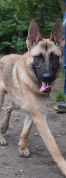 sammy – Mischling, Männchen, 2 Jahre, Ungarn – Foto 2