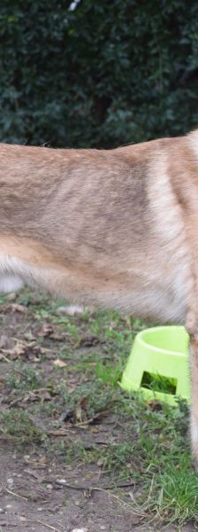 sammy – Mischling, Männchen, 2 Jahre, Ungarn – Foto 3