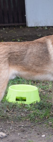 sammy – Mischling, Männchen, 2 Jahre, Ungarn – Foto 5