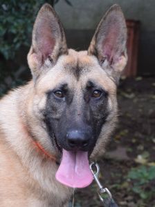 sammy – Mischling, Männchen, 2 Jahre, Ungarn – Foto 6