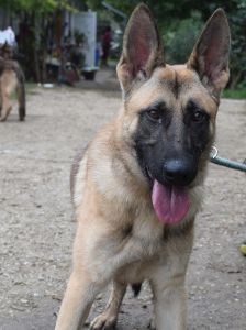 sammy – Mischling, Männchen, 2 Jahre, Ungarn – Foto 7
