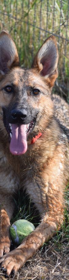 mandy – Mischling, Weibchen, 4 Jahre, Ungarn – Foto 2