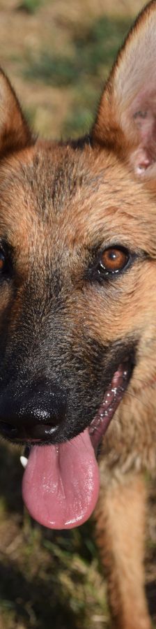 mandy – Mischling, Weibchen, 4 Jahre, Ungarn – Foto 4