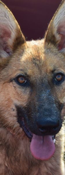 mandy – Mischling, Weibchen, 4 Jahre, Ungarn – Foto 5