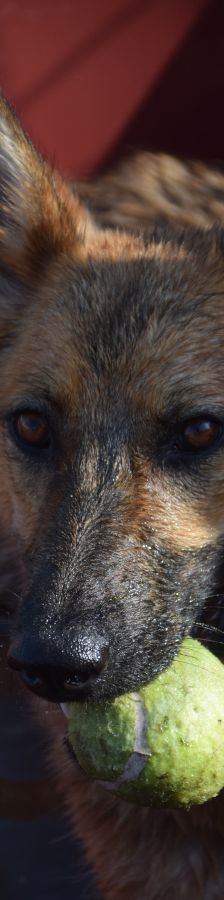 mandy – Mischling, Weibchen, 4 Jahre, Ungarn – Foto 6