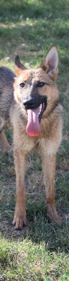 mandy – Mischling, Weibchen, 4 Jahre, Ungarn – Foto 7