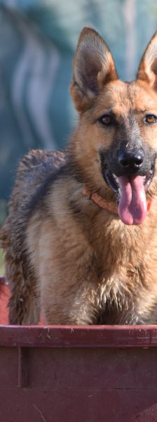 mandy – Mischling, Weibchen, 4 Jahre, Ungarn – Foto 8