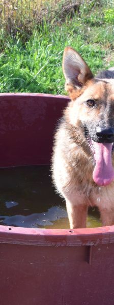 mandy – Mischling, Weibchen, 4 Jahre, Ungarn – Foto 9