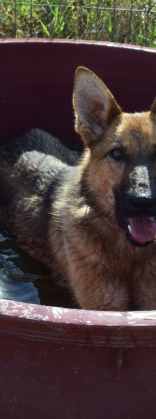 mandy – Mischling, Weibchen, 4 Jahre, Ungarn – Foto 10
