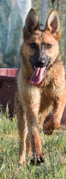 mandy – Mischling, Weibchen, 4 Jahre, Ungarn – Foto 11