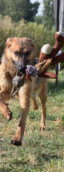 mandy – Mischling, Weibchen, 4 Jahre, Ungarn – Foto 12