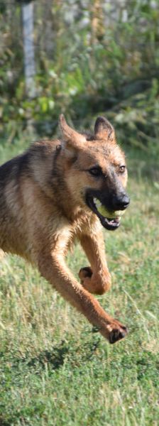 mandy – Mischling, Weibchen, 4 Jahre, Ungarn – Foto 14