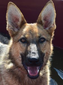 mandy – Mischling, Weibchen, 4 Jahre, Ungarn – Foto 17