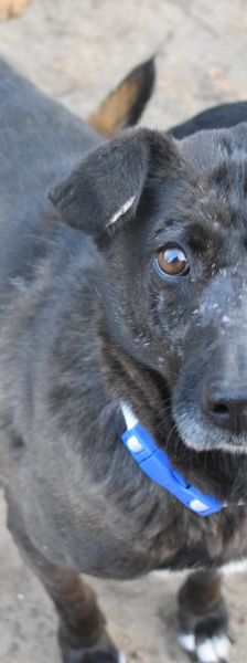 kotangens – Mischling, Weibchen, 11 Jahre, Ungarn – Foto 1