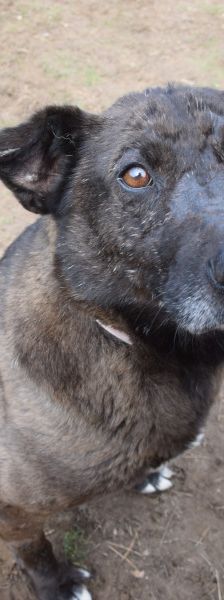 kotangens – Mischling, Weibchen, 11 Jahre, Ungarn – Foto 2