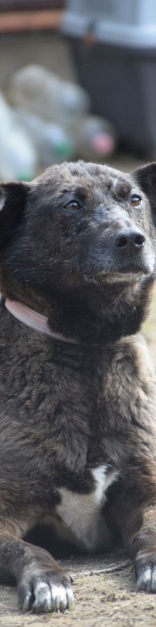 kotangens – Mischling, Weibchen, 11 Jahre, Ungarn – Foto 3