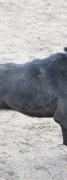 kotangens – Mischling, Weibchen, 11 Jahre, Ungarn – Foto 4
