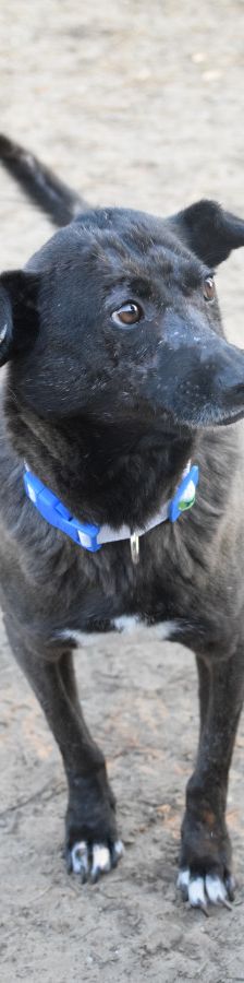kotangens – Mischling, Weibchen, 11 Jahre, Ungarn – Foto 5