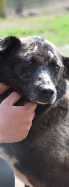 kotangens – Mischling, Weibchen, 11 Jahre, Ungarn – Foto 6
