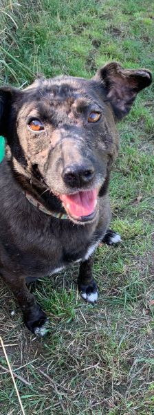 kotangens – Mischling, Weibchen, 11 Jahre, Ungarn – Foto 7