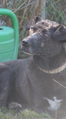kotangens – Mischling, Weibchen, 11 Jahre, Ungarn – Foto 8