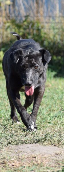 kotangens – Mischling, Weibchen, 11 Jahre, Ungarn – Foto 9