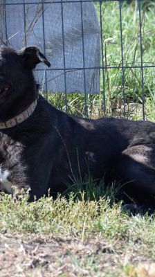 kotangens – Mischling, Weibchen, 11 Jahre, Ungarn – Foto 10