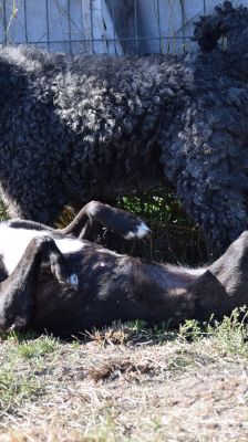 kotangens – Mischling, Weibchen, 11 Jahre, Ungarn – Foto 11