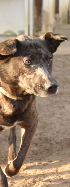 kotangens – Mischling, Weibchen, 11 Jahre, Ungarn – Foto 12