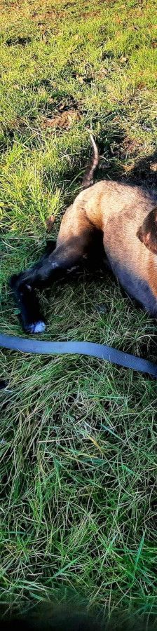 kotangens – Mischling, Weibchen, 11 Jahre, Ungarn – Foto 13